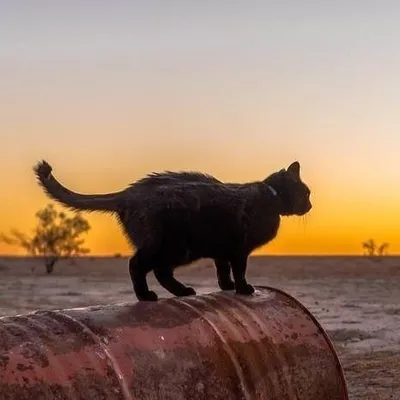 Willow the travelling cat profile