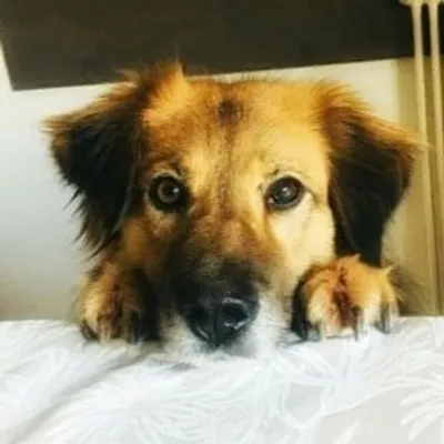 ๐ Vaya - The Fear Fighter Dog profile