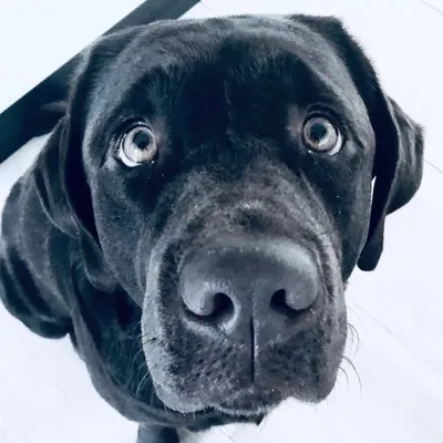 Vegas the King Dog profile