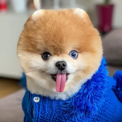 Vegas The Pomeranian profile