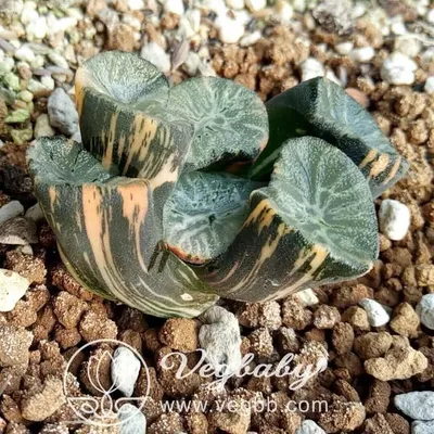 Vegbaby profile