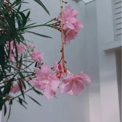 Verycia ๐ป profile