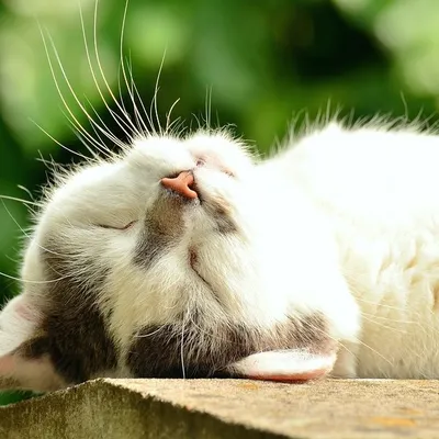 😸ꪜꫀꪹꪗ ꪶꪮꪜꫀꪶꪗ ᨶꪖᡶక🧡 profile