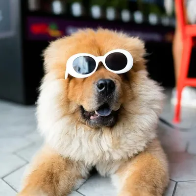 Veterinary memes profile