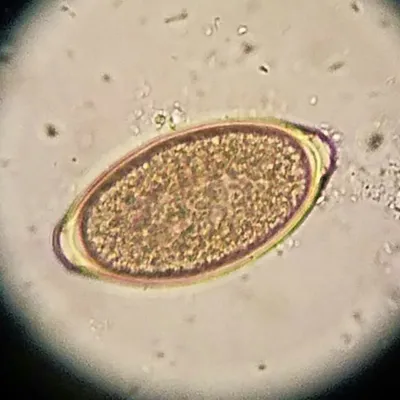 Vet Parasitology