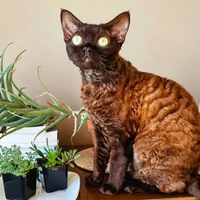 cats of vhamster profile
