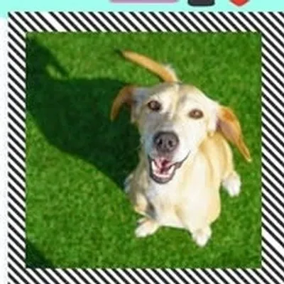 Viagem Animal profile