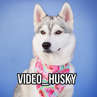 🌸 ХАСКИ ВИДЕО profile