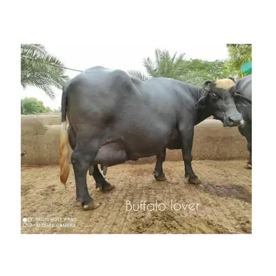 VIJAY__GADI__LOHAR profile