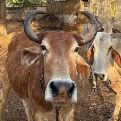 Vikas Vyas profile