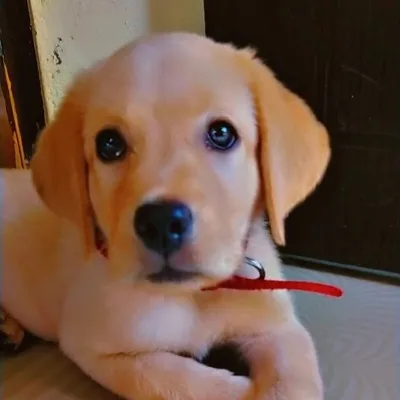 Dogs world profile