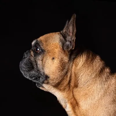 ENZO profile
