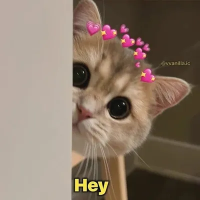 viral_meme profile