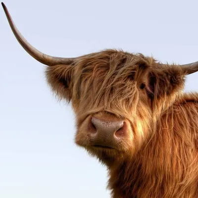 VisitScotland | Travel & Inspiration profile