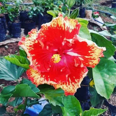 Vivero Omar Villalobos profile