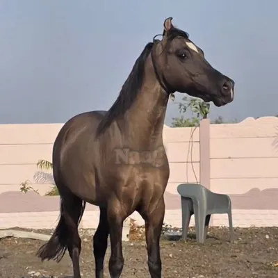 Vishvdipsinh Jethva profile
