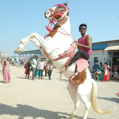 Vijay Rajput profile
