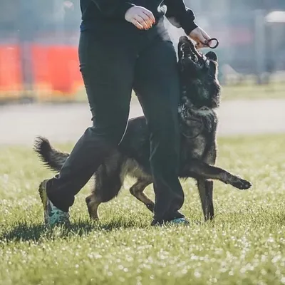 Vogelhaus German Shepherds profile