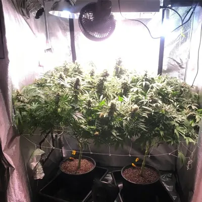 THECANNAMAN profile