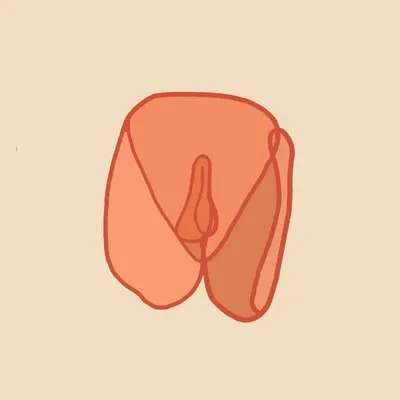Vulvarium profile