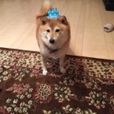 よい123 profile
