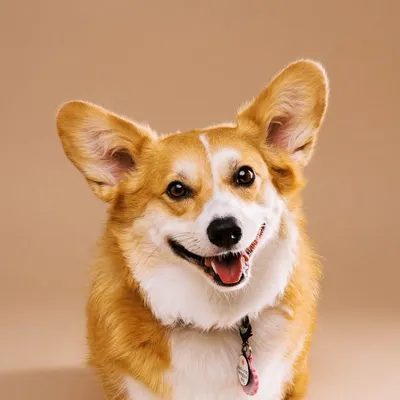 Waffle the Corgi ๐ง profile