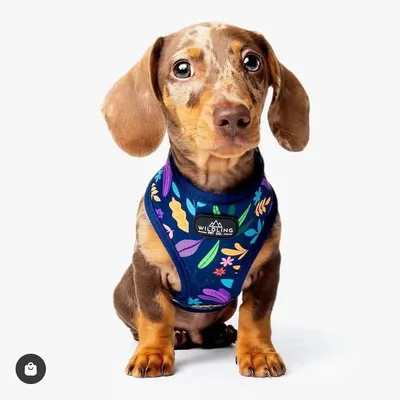 Waffle🧇The Mini Dachshund profile
