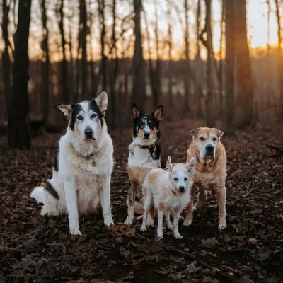 mishael & the pack profile