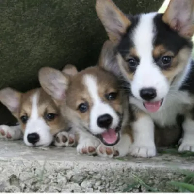 Wag N' Scoop profile