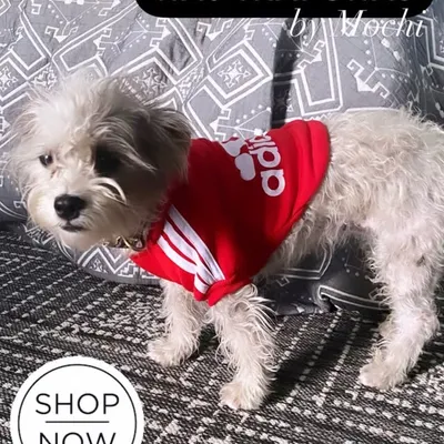 Wag That Swag profile