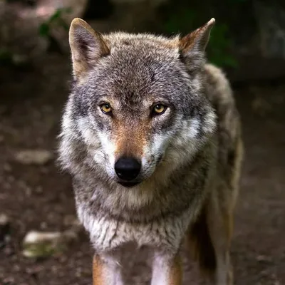 Wolves ๐บ Nature ๐ฒ Freedom ๐ profile