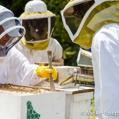 Walkers Reserve Apiary Program profile