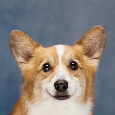 Wally and Ginger the Corgis profile