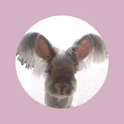 Wally the Bunny profile
