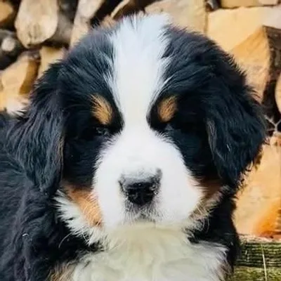Wally The Bernese profile