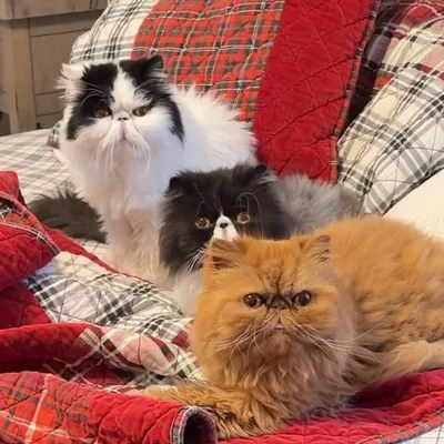Funny Cats • Walter Bishop & Co. profile