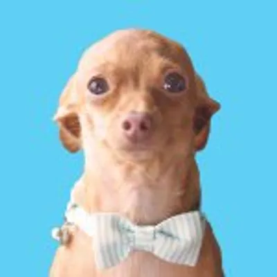 Walter The Chi profile