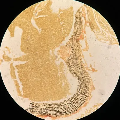 خولـه profile