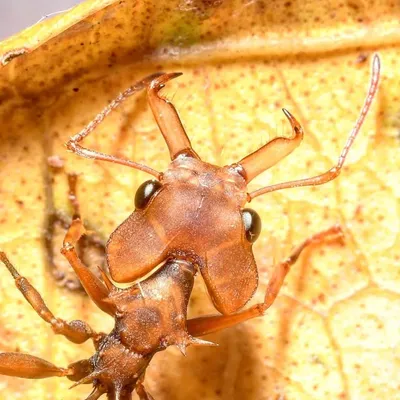 Wandering Ant profile