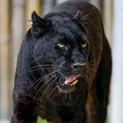 Wandering Black Panther profile