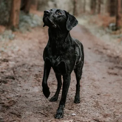 Wandering with Nora profile