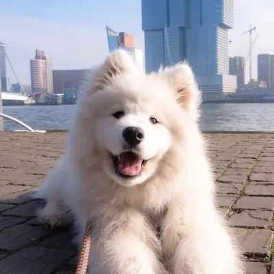 FELIX THE SAMOYED ๐ถ profile