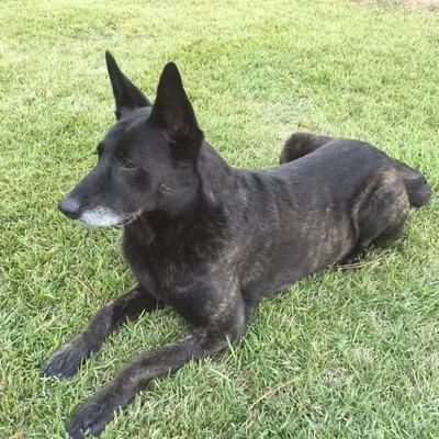 SOFK9Duco profile