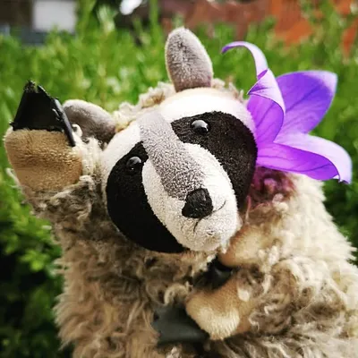 Waschbär profile