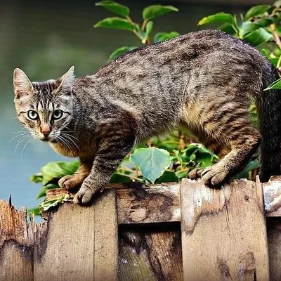 😻We Love Cats And Kittens 😻 profile