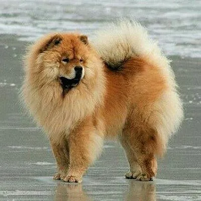 ChowChow Lovers ๐ profile