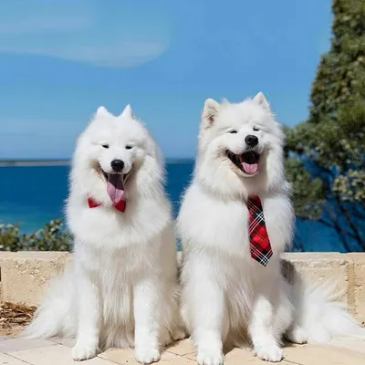 We ❤ Samoyed profile