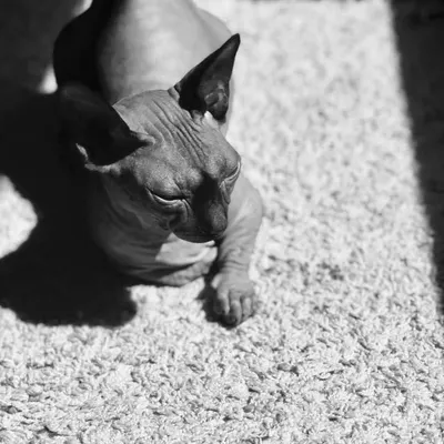 Webber the Bambino profile