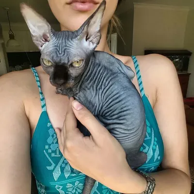 Wednesday the Sphynx profile