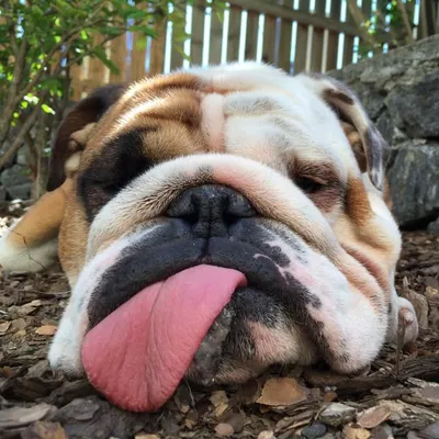 Bruno The Bulldog profile